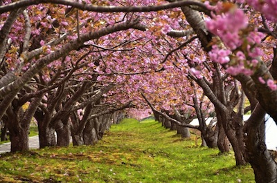 東京では桜の開花が宣言されました。