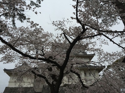 小田原城の桜