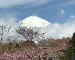 富士山と桜