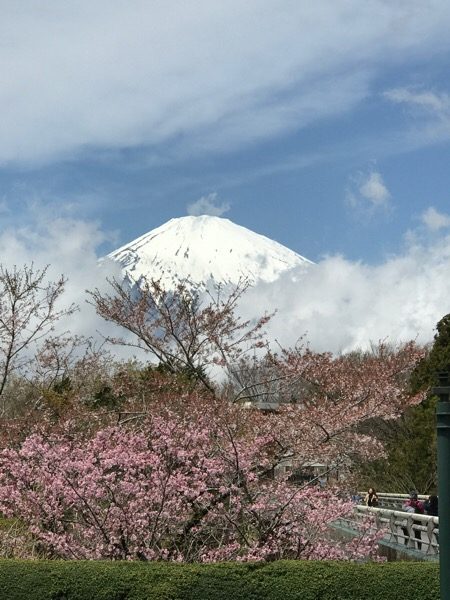 富士山と桜