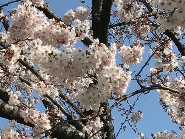 東京の桜は、満開です。