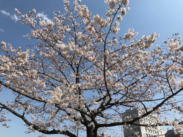 桜