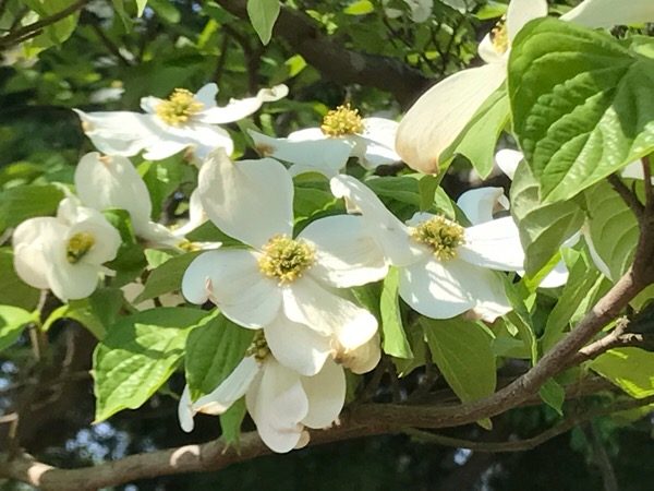 東京ではハナミズキの花が咲き出しました。