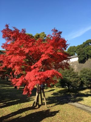 皇居　乾通り