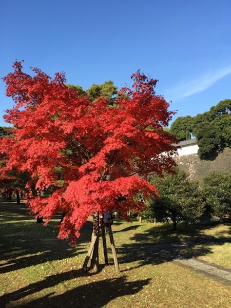 皇居の乾通りが一般公開されています。