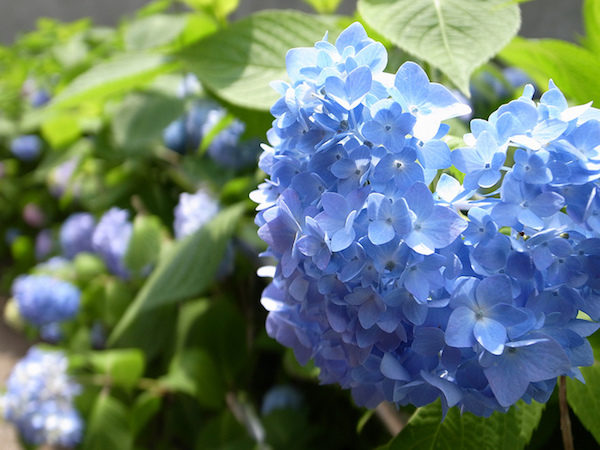 紫陽花を眺めながら梅雨を乗り切っていきましょう。