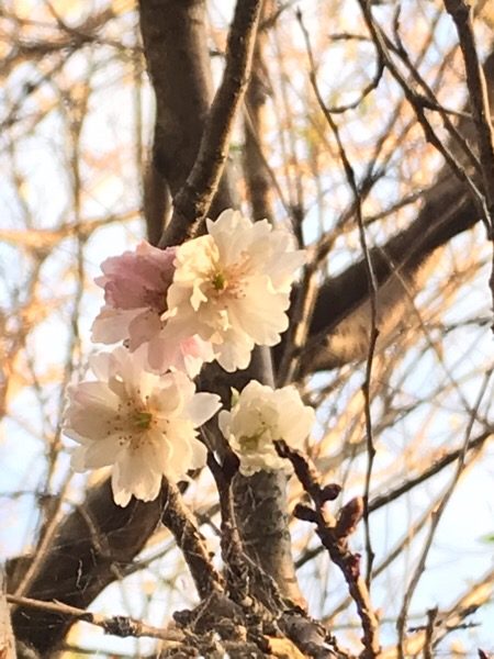 秋なのに桜