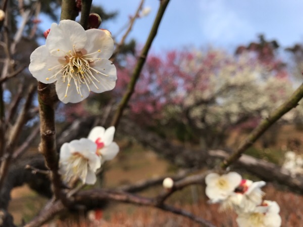 梅咲く